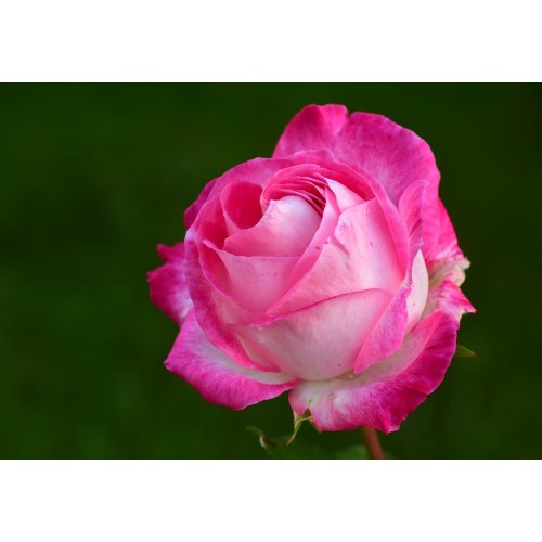 Bi-Coloured Roses Pink $1.95 per stem