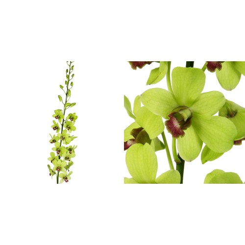 Green Dendrobium - Orchids