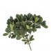 Pittosporum Green 