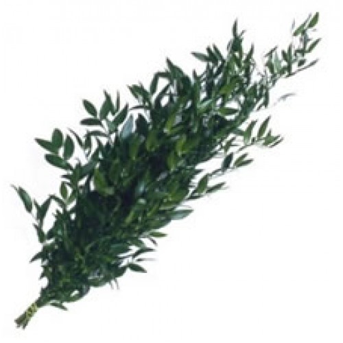 The Bulk Italian Ruscus