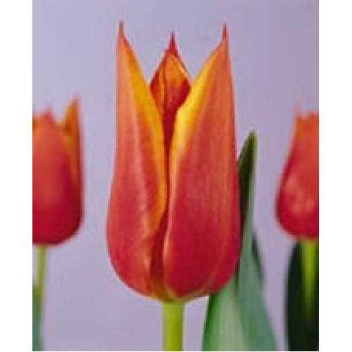 Tulip Orange 