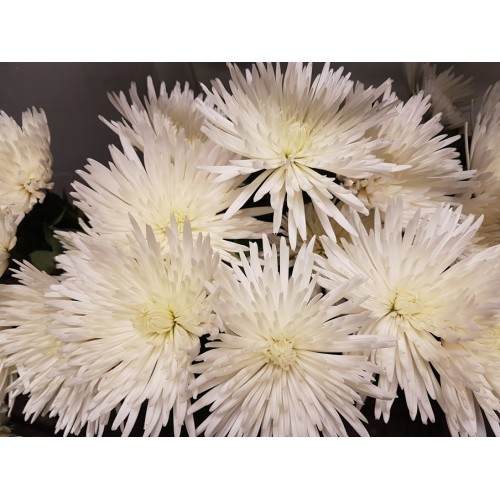 Chrysanthemum Single Spider Anastasia White
