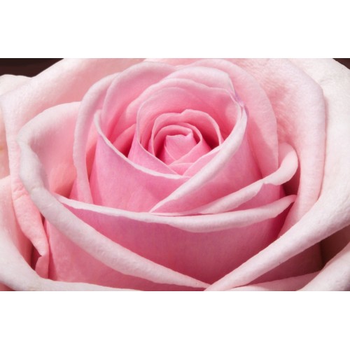 40 cm - Light Pink Roses $1.95 per stem