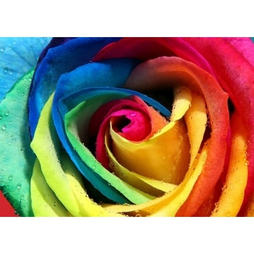  Rainbow Rose 40 cm $4.99 Per Stems