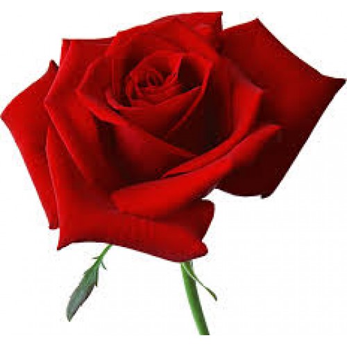 40 cm Red Roses $1.95 per stem