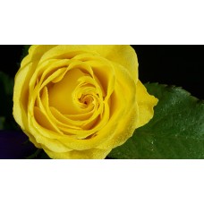 40 cm Yellow Roses  $1.95 per stem
