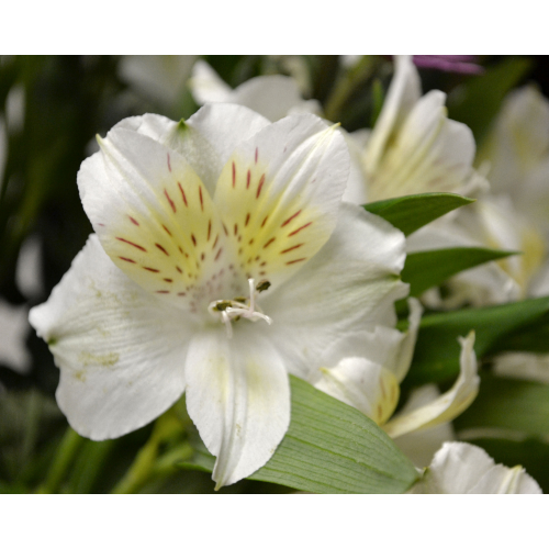 Alstroemeria White 