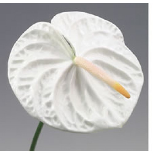 White Anthuriums 