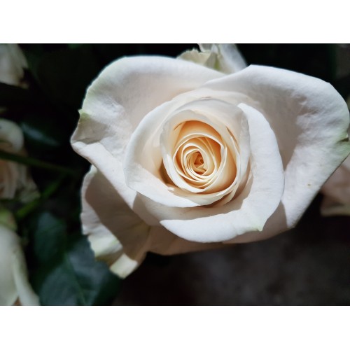 40 cm White Roses - Vendela  $1.95 per stem 