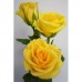 40 cm Yellow Roses  $1.95 per stem