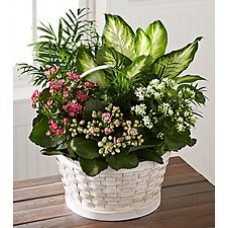 The FTD Rural Beauty Dishgarden