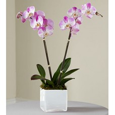 The FTD Pink Orchid Planter