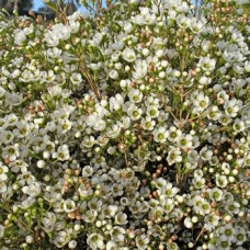 Waxflower White