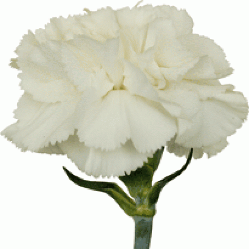 Carnation White Fancy 