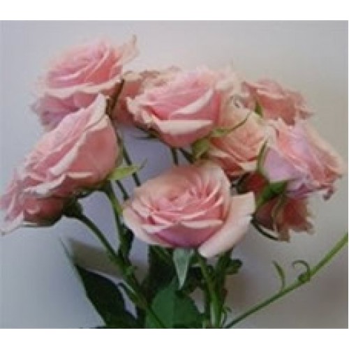 Rose Spray Majolica Pink 