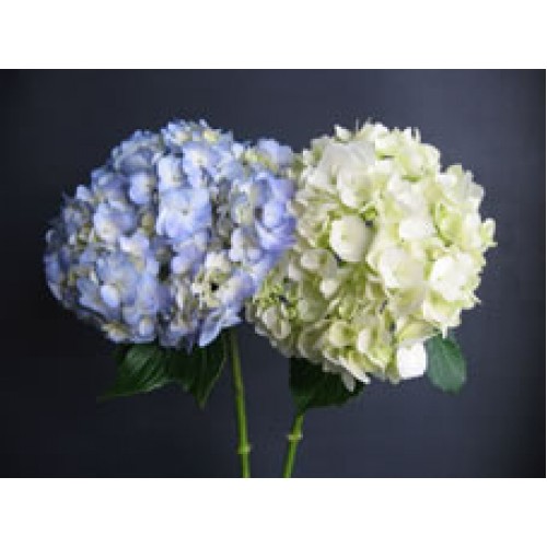 Blue and White Hydrangea Medium 