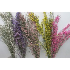 Genista Tinted Assorted 