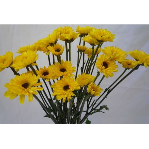 Chrysanthemum Spray Daisy Viking Yellow