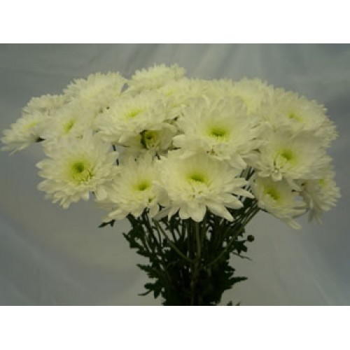 Chrysanthemum Spray Cushion White 