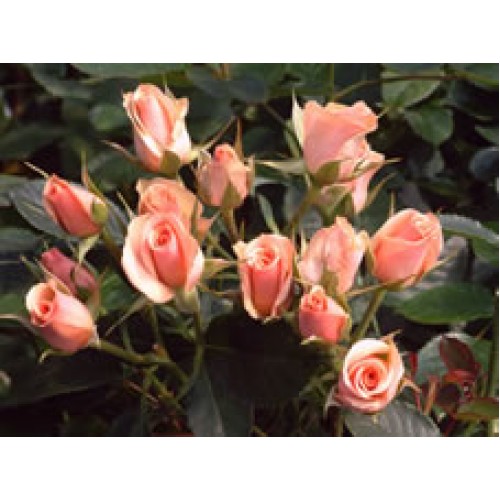 Rose Spray Ilse - Peach with pink 