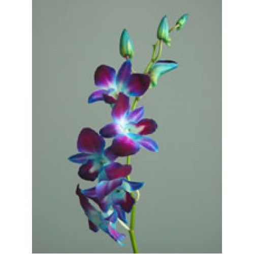 Orchid Dendrobium Bom Tinted Blue 