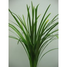 Lily Grass Green  