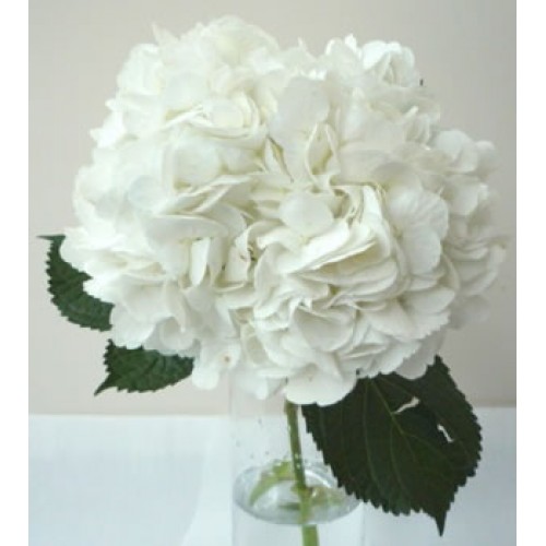 Hydrangea Large White 