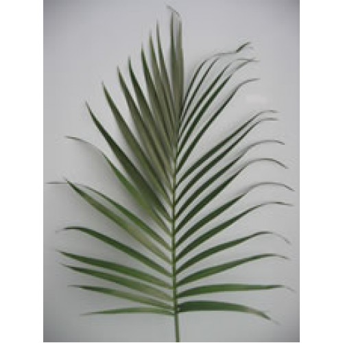 Palm Cataractarum
