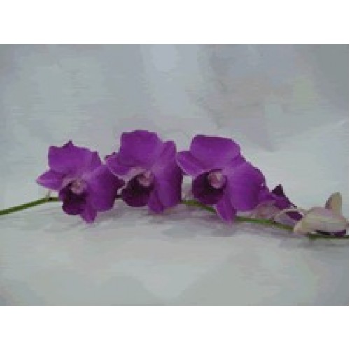 Orchid Dendrobium Gun Pong 