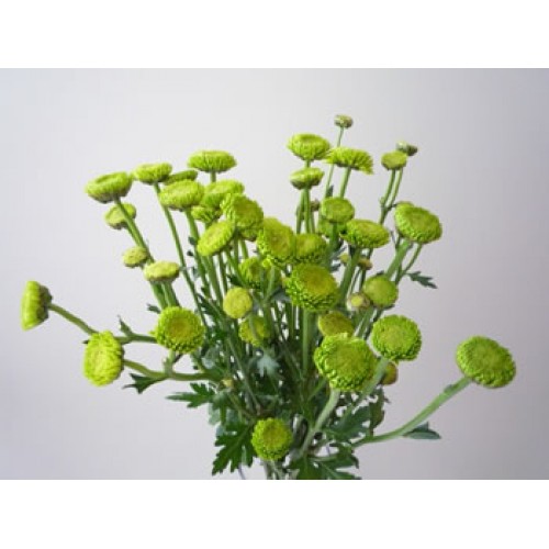 Chrysanthemum Spray Button Green 