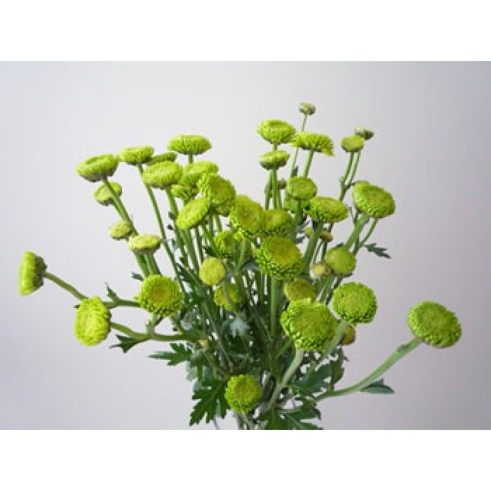 Chrysanthemum Spray Button Green