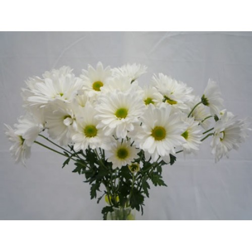 Chrysanthemum Spray Daisy White 