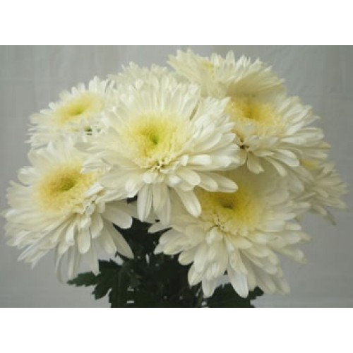 Chrysanthemum Single Cremon White