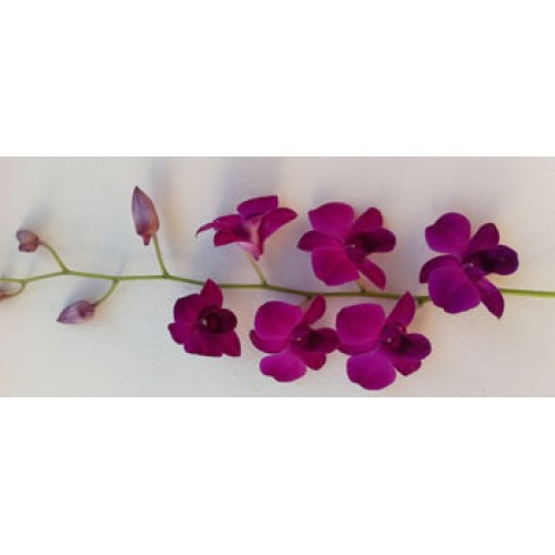 Orchid Dendrobium Daeng Maythas 
