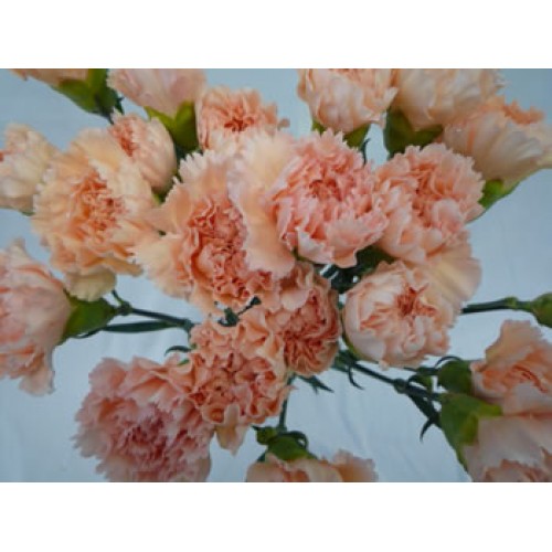 Carnation Peach Select 