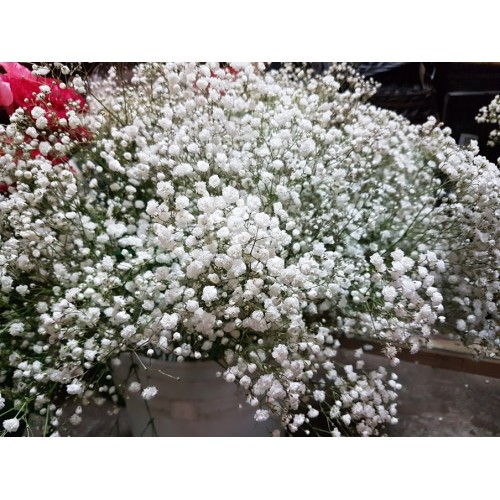Bulk Baby 's Breath