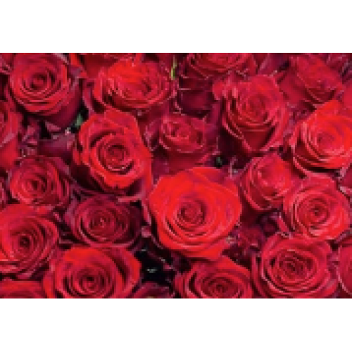 25 Stem Red Rose Bouquet