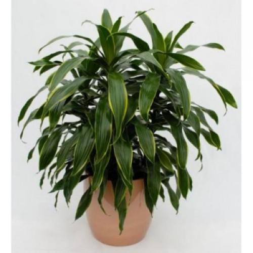 Dracena Deremensis – Indoor Plants