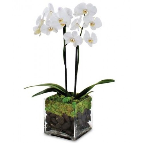 Dulce Duet Orchid Plant
