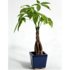 Indoor Money Plant 