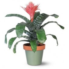 Tropical Bromeliads