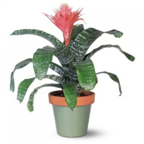 Tropical Bromeliads