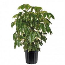 Indoor Schefflera Plant