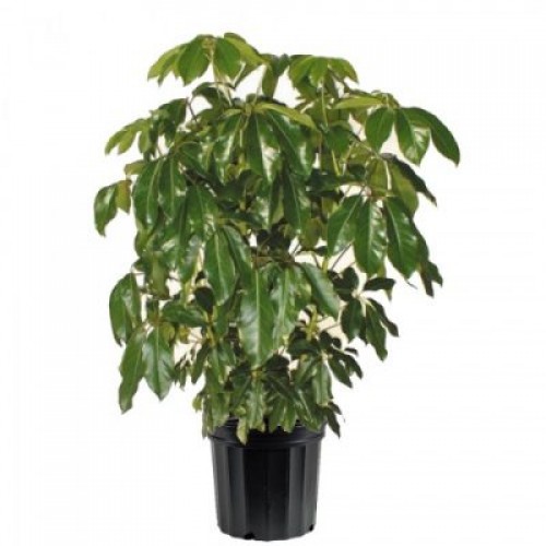 Indoor Schefflera Plant