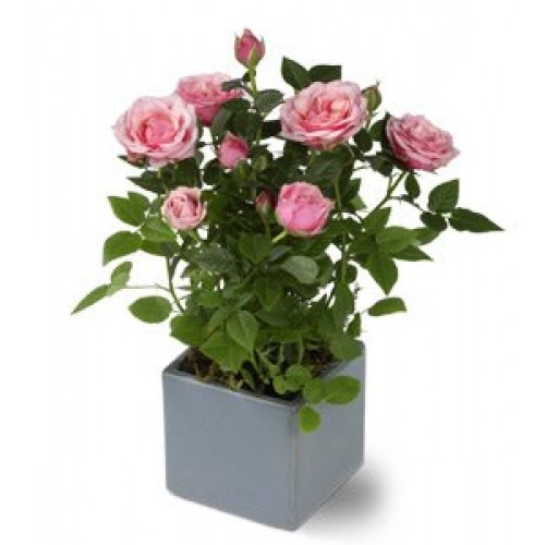Miniature Rose plant