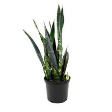 Snake Plant