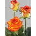 40 cm Burgundy with Yellow Roses $1.95 per stem