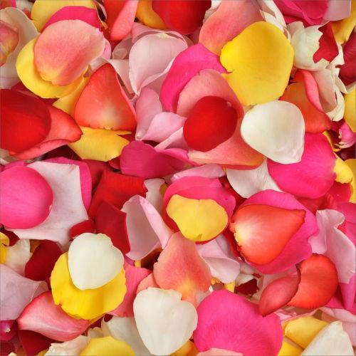 Rose Petals Assorted Colors