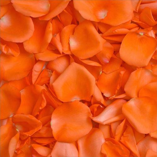 Rose Petals - Orange
