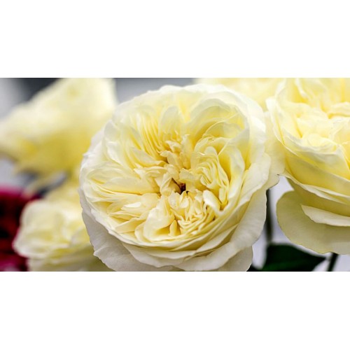 40 cm Garden Roses White